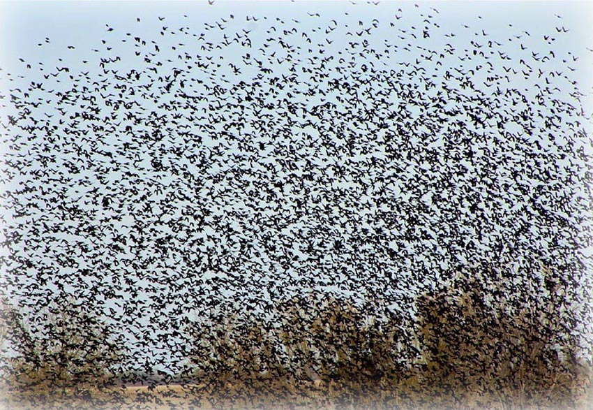 Ein Vogelschwarm, der den Himmel bedeckt.